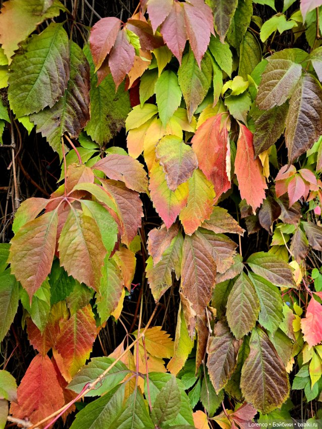 Осеннее — Игровые куклы разных производителей (Разное): редкие бренды