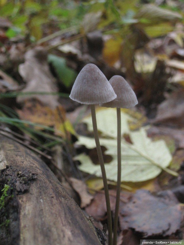 Очей очарованье — Игровые куклы Zwergnase (Цвергназе) Junior: Джуниор