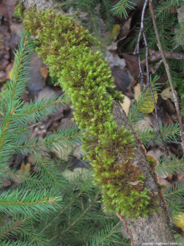 Очей очарованье — Игровые куклы Zwergnase (Цвергназе) Junior: Джуниор