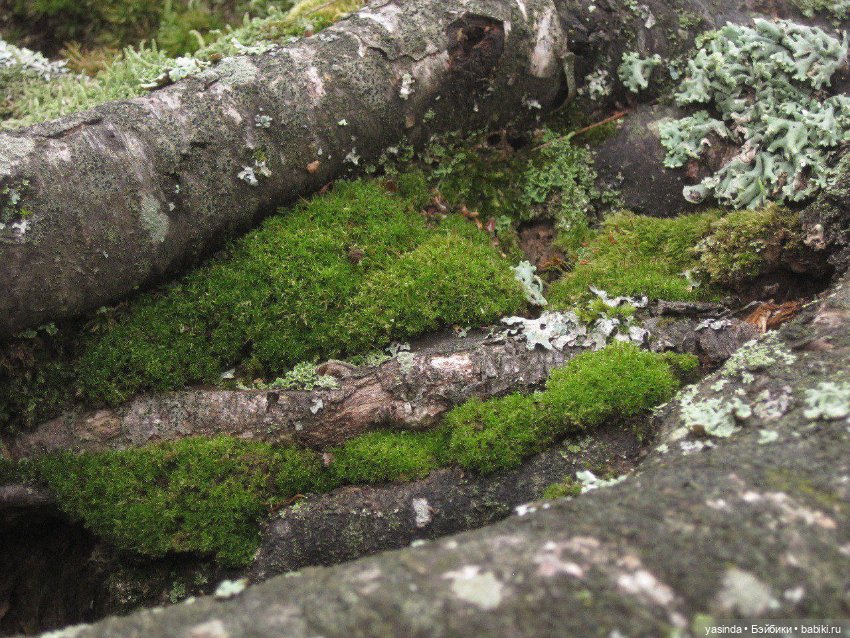 Очей очарованье — Игровые куклы Zwergnase (Цвергназе) Junior: Джуниор