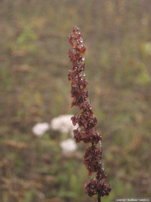 Очей очарованье — Игровые куклы Zwergnase (Цвергназе) Junior: Джуниор