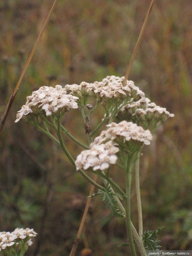 Очей очарованье — Игровые куклы Zwergnase (Цвергназе) Junior: Джуниор