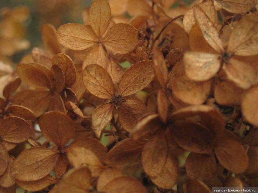 Очей очарованье — Игровые куклы Zwergnase (Цвергназе) Junior: Джуниор