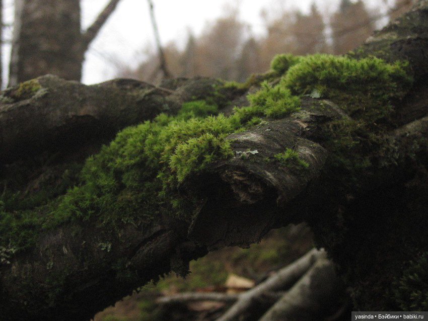 Очей очарованье — Игровые куклы Zwergnase (Цвергназе) Junior: Джуниор