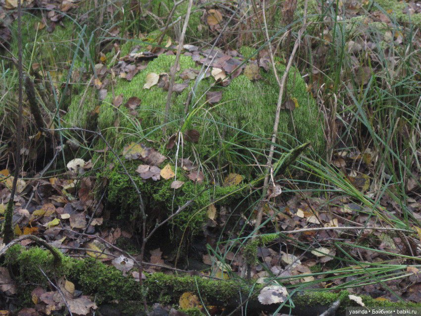 Очей очарованье — Игровые куклы Zwergnase (Цвергназе) Junior: Джуниор