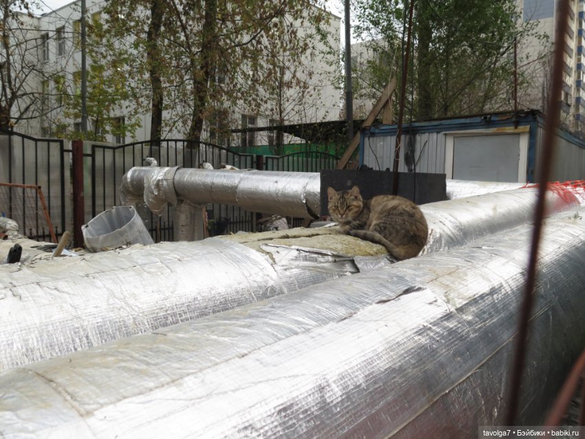 Хэллоуин, октябрь с Милим (фото 4)