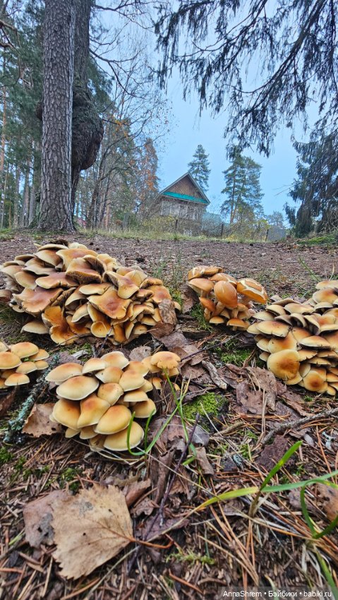 Осеннее тыквенное — Авторские игрушки из разных материалов: синельная проволока (фото 10)