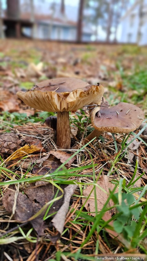 Осеннее тыквенное — Авторские игрушки из разных материалов: синельная проволока