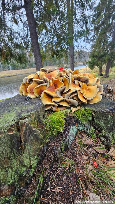 Осеннее тыквенное — Авторские игрушки из разных материалов: синельная проволока (фото 9)