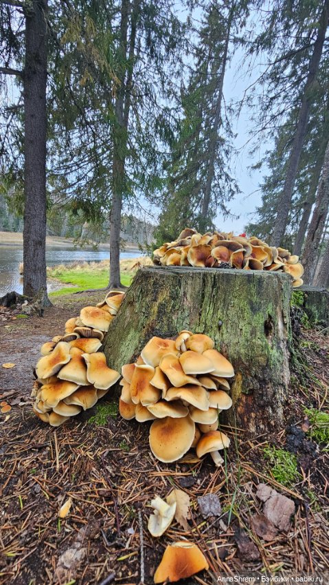 Осеннее тыквенное — Авторские игрушки из разных материалов: синельная проволока