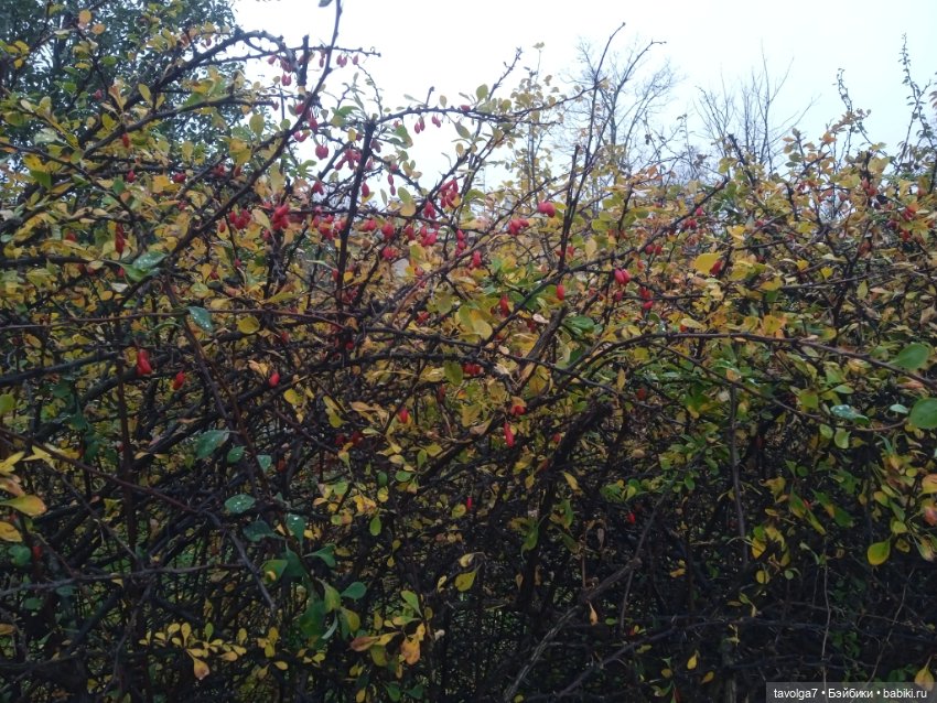 Самайн в Питере — Туризм и путешествия: фотоотчеты из поездок (фото 9)