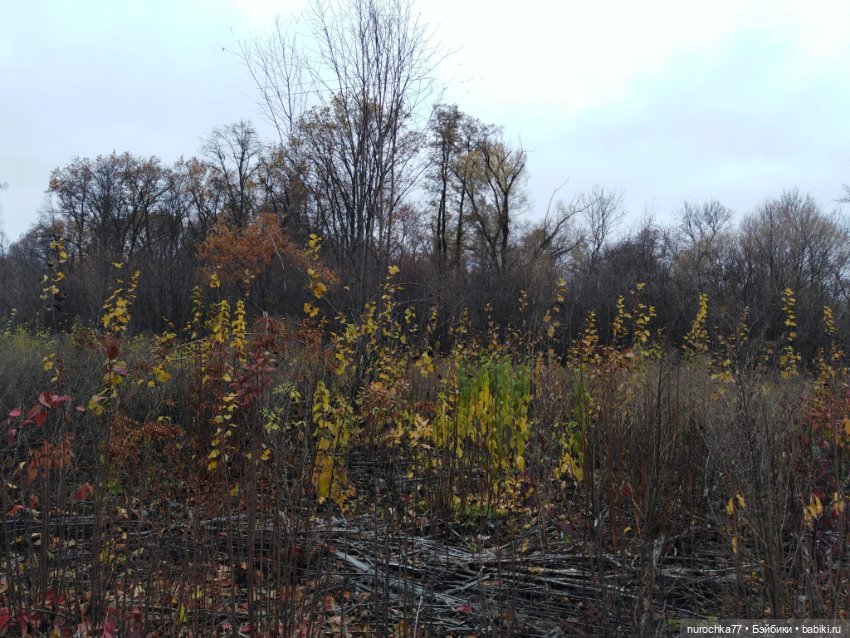 Про Нафочку. Ноябрь уж наступил (фото 6)