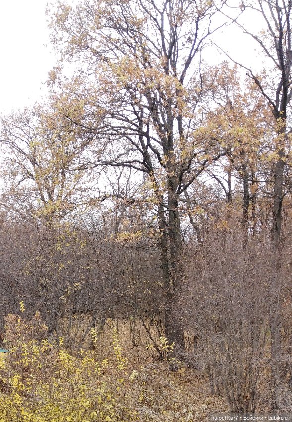 Про Нафочку. Ноябрь уж наступил