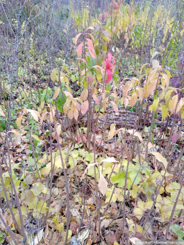 Про Нафочку. Ноябрь уж наступил