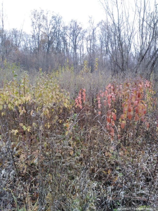 Про Нафочку. Ноябрь уж наступил