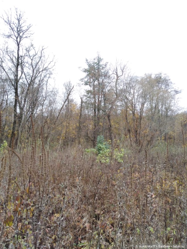 Про Нафочку. Ноябрь уж наступил