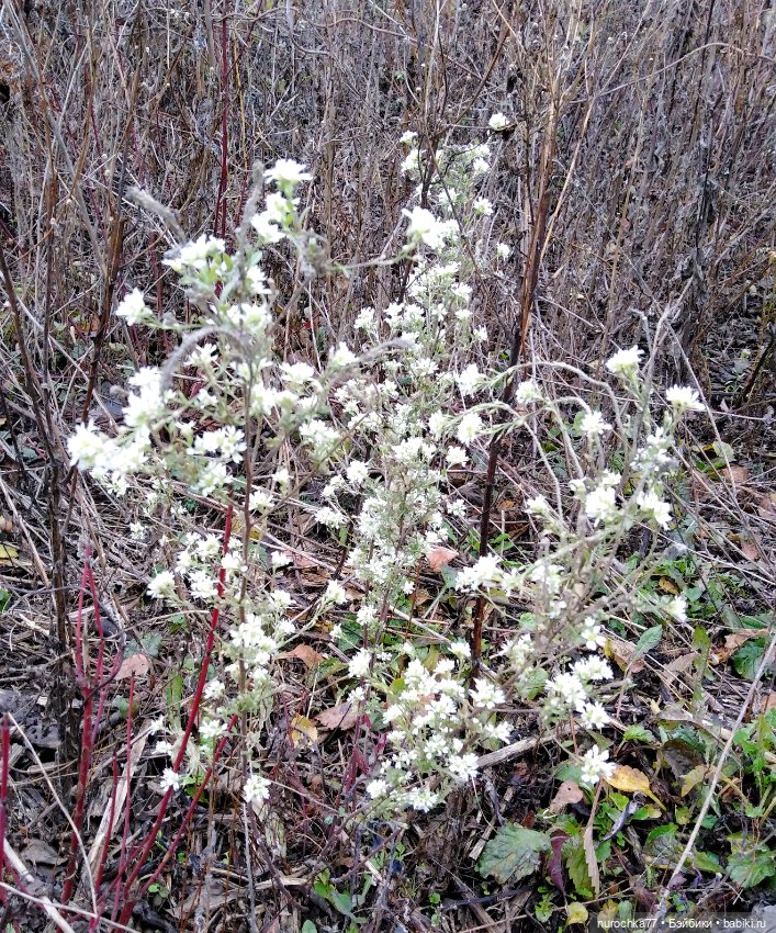Про Нафочку. Ноябрь уж наступил (фото 8)