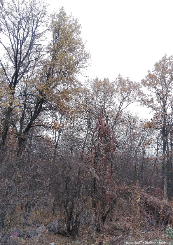 Про Нафочку. Ноябрь уж наступил