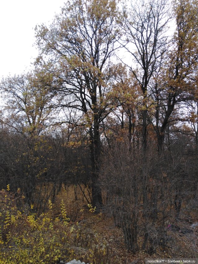 Про Нафочку. Ноябрь уж наступил