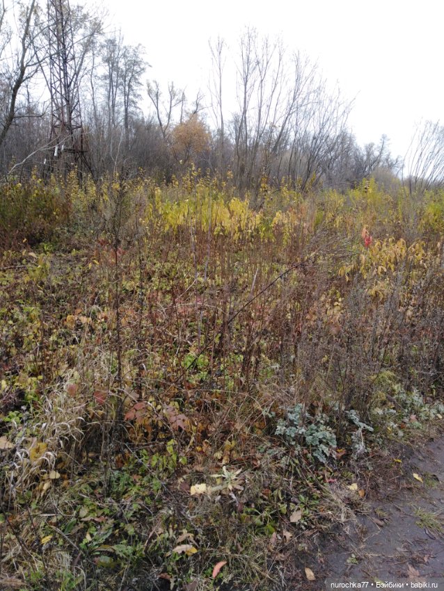 Про Нафочку. Ноябрь уж наступил