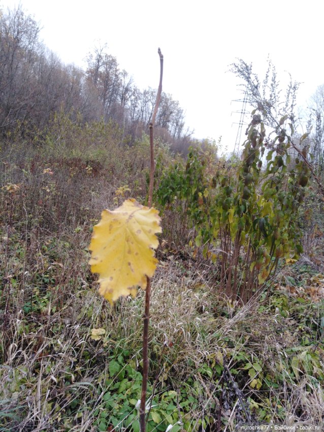 Про Нафочку. Ноябрь уж наступил