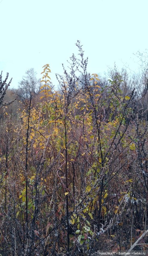 Про Нафочку. Ноябрь уж наступил (фото 2)