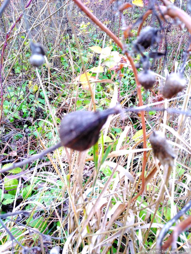 Про Нафочку. Ноябрь уж наступил