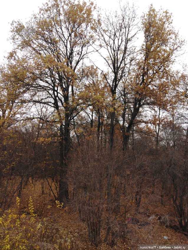 Про Нафочку. Ноябрь уж наступил