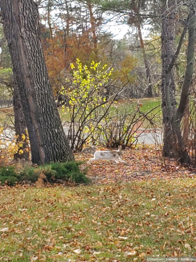 У озера — Куклы Sasha Morgenthaler (Саша Моргенталер): Trendon (фото 7)