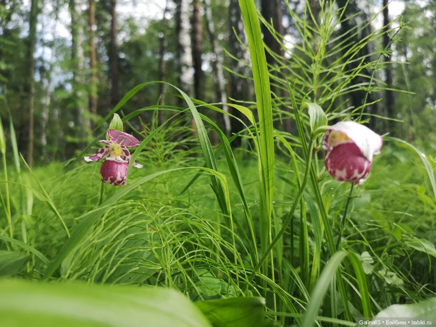 Башмачок Сароян — Куклы Elisabeth Lindner (Элизабет Линднер): Gotz (фото 3)