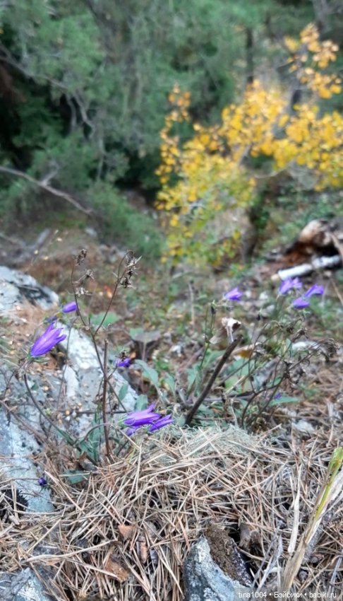 ИЗ ЖИЗНИ КУКОЛ Как они отдыхают Архыз осенью (фото 6)