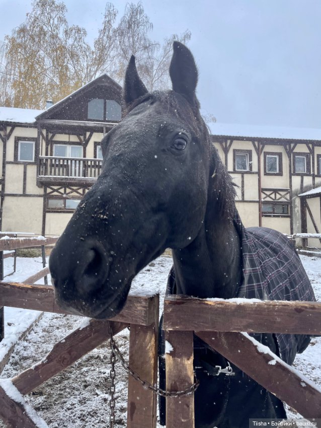 Первый снег (Бриана от Only Hearts Club)