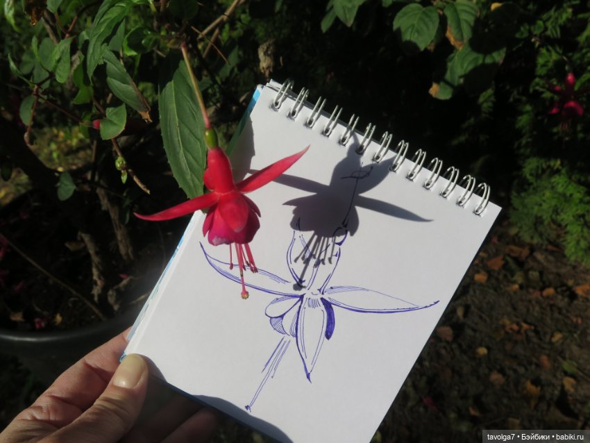 Звезда выезда на Балтику — Туризм и путешествия: фотоотчеты из поездок