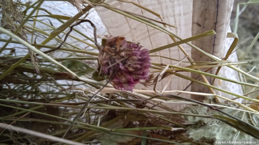 Занимательное сеноведение с Мираж