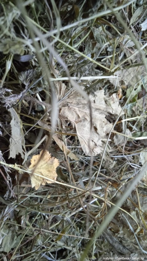 Занимательное сеноведение с Мираж