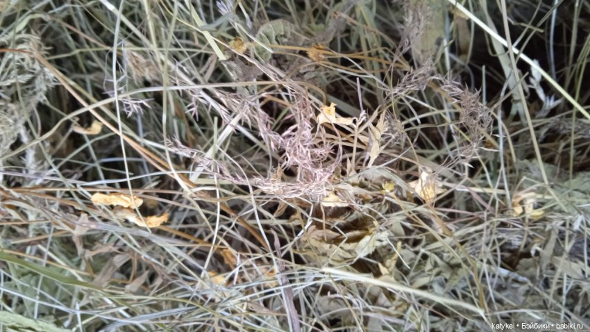 Занимательное сеноведение с Мираж