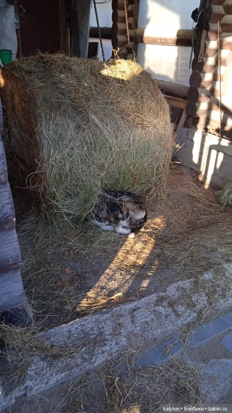 Занимательное сеноведение с Мираж (фото 4)