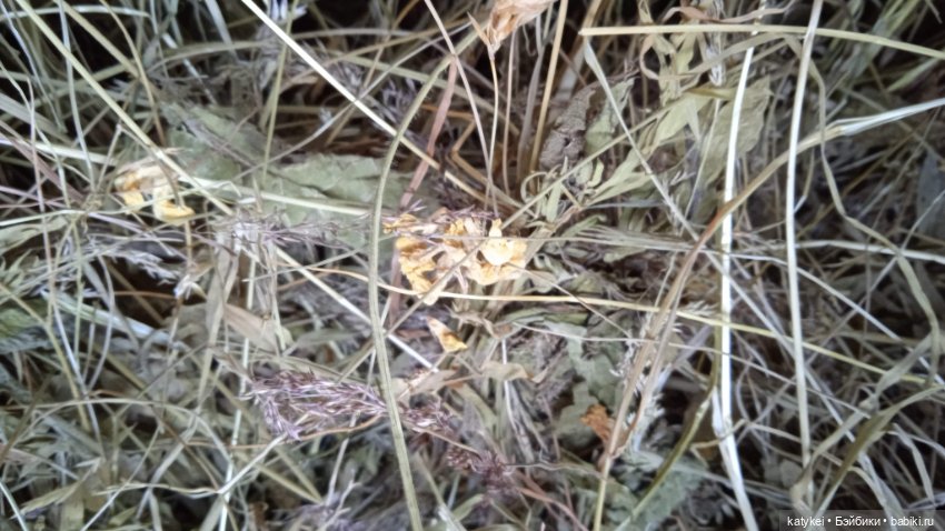 Занимательное сеноведение с Мираж