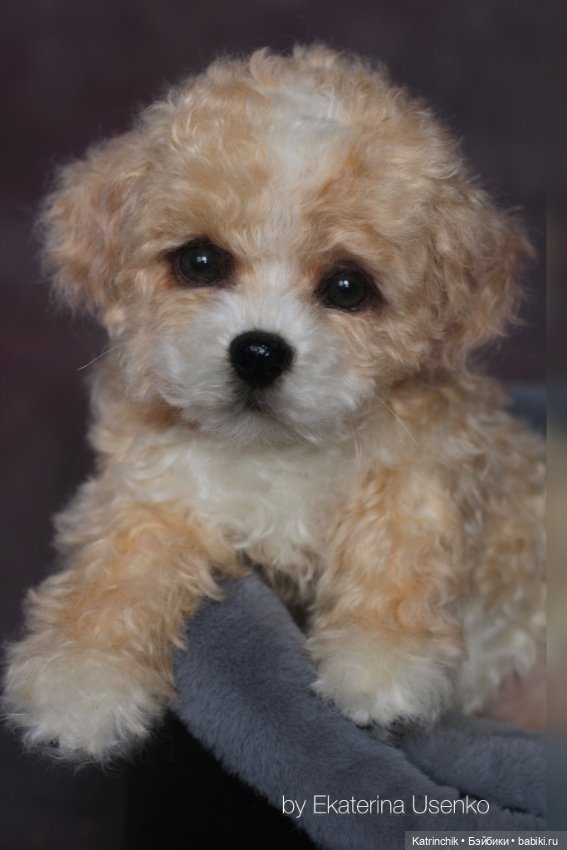 Щенок мальтипу — Авторские мишки Тедди и друзья: фото (фото 3)