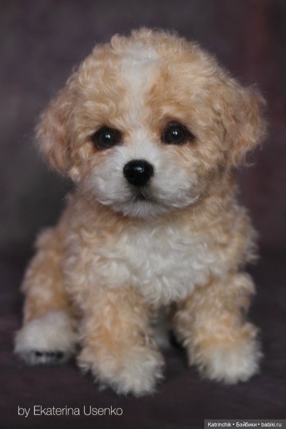 Щенок мальтипу — Авторские мишки Тедди и друзья: фото