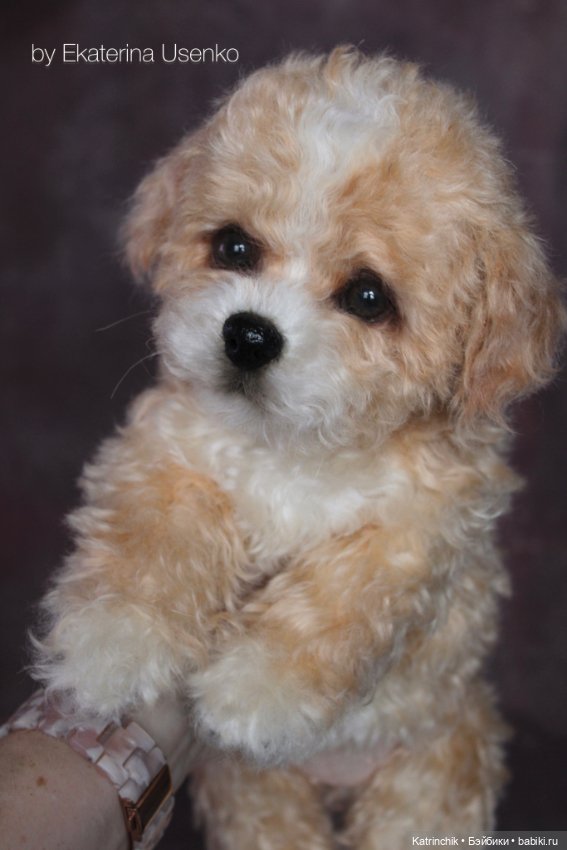 Щенок мальтипу — Авторские мишки Тедди и друзья: фото (фото 8)