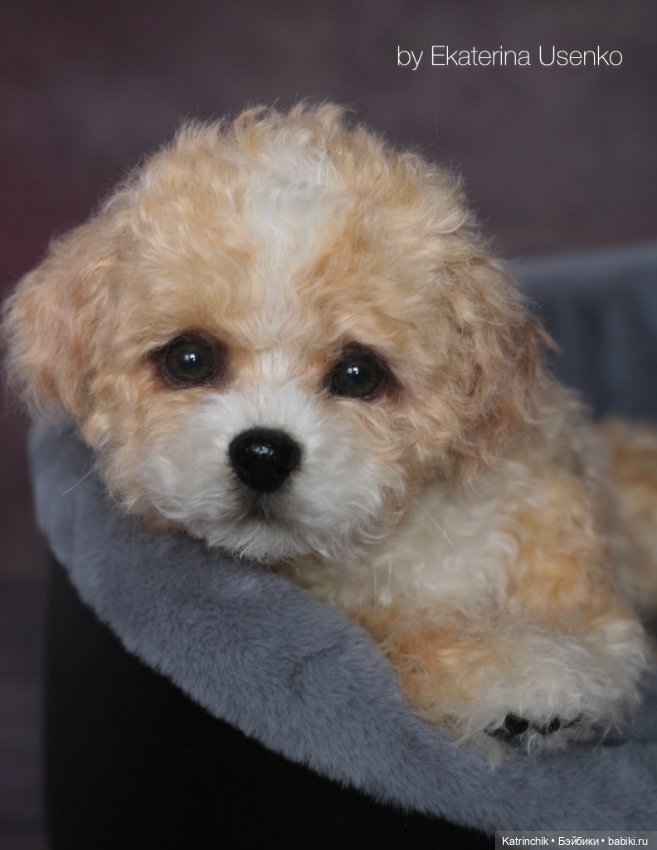 Щенок мальтипу — Авторские мишки Тедди и друзья: фото (фото 5)