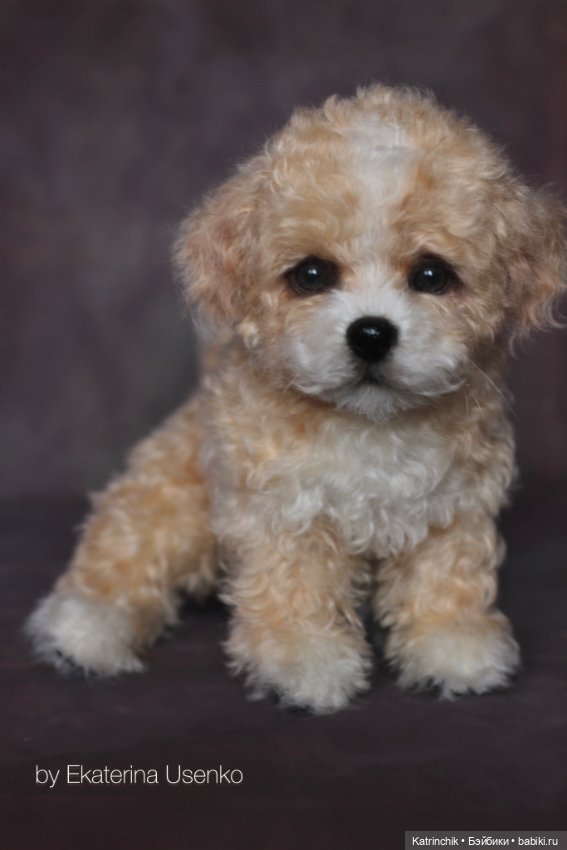 Щенок мальтипу — Авторские мишки Тедди и друзья: фото (фото 2)