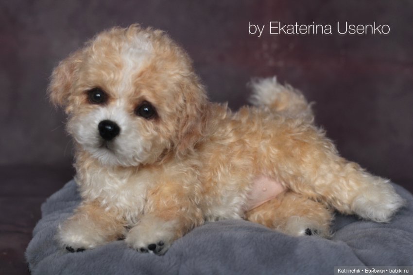 Щенок мальтипу — Авторские мишки Тедди и друзья: фото (фото 10)