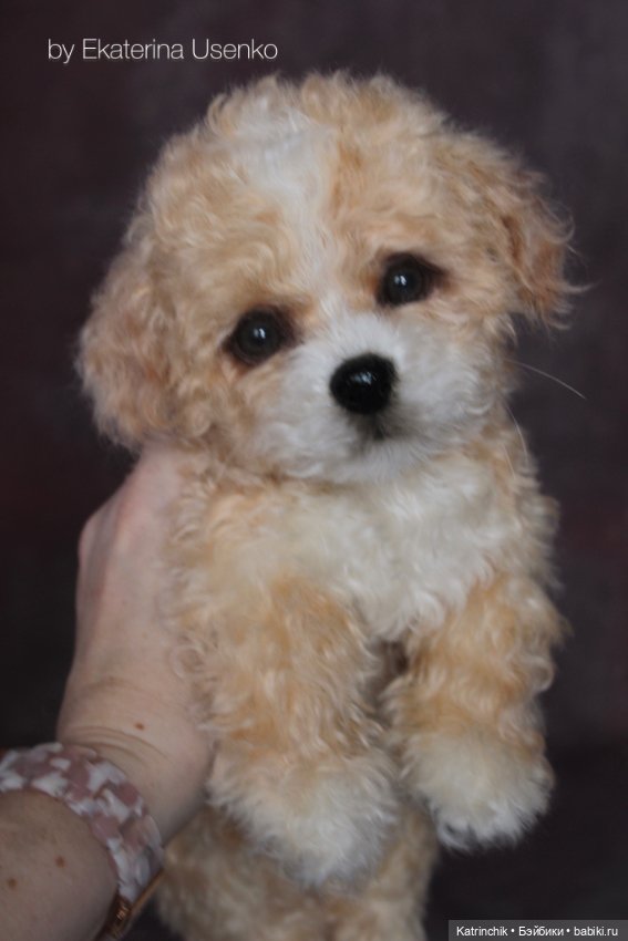 Щенок мальтипу — Авторские мишки Тедди и друзья: фото (фото 6)