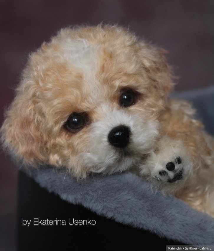 Щенок мальтипу — Авторские мишки Тедди и друзья: фото (фото 4)