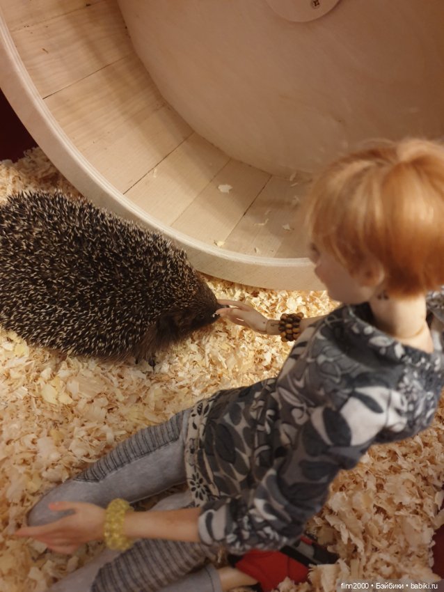 В мире животных: смешные фото питомцев и зверей (фото 6)