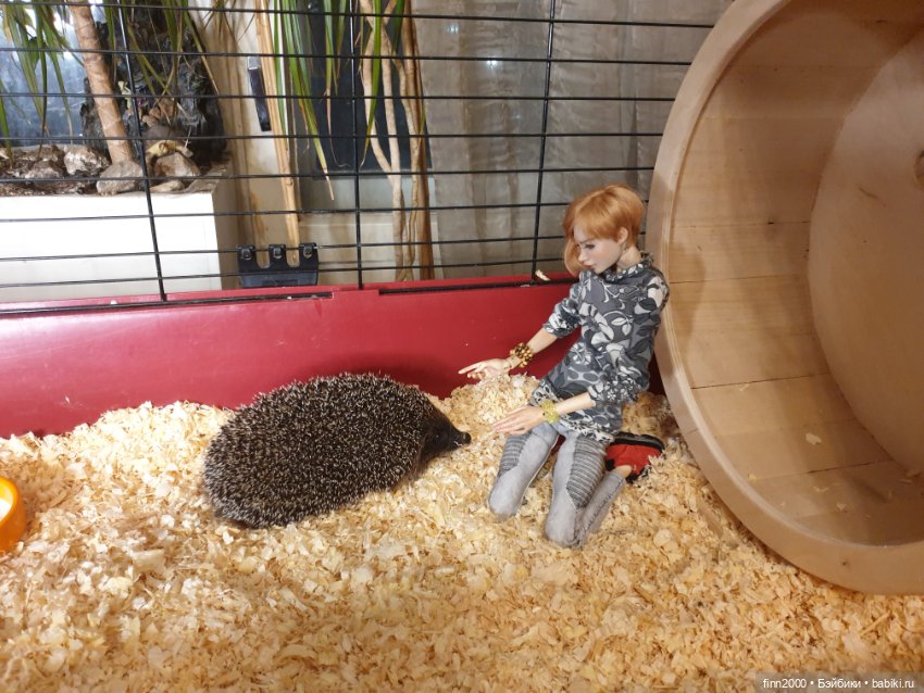 В мире животных: смешные фото питомцев и зверей (фото 4)