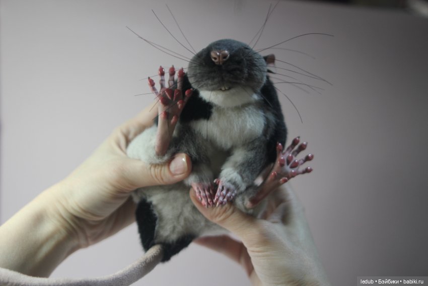 КрЫсота — Игрушки в смешанной технике (мех и глина): Арт