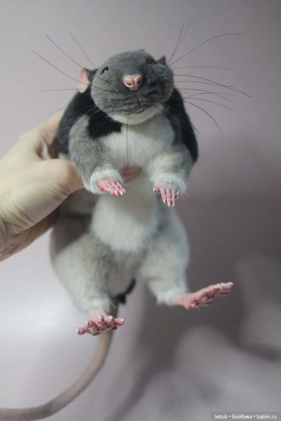 КрЫсота — Игрушки в смешанной технике (мех и глина): Арт